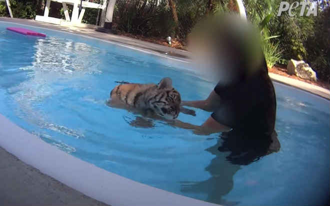 Zoológico nos EUA é notificado para acabar com o ‘nado com filhotes de tigre’ – Por que mesmo isso foi permitido?