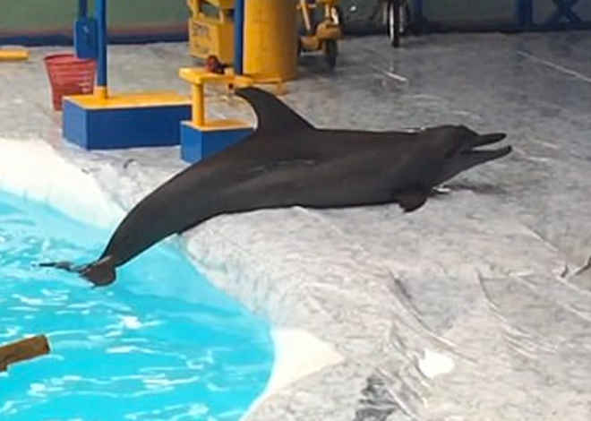 Vídeos mostram golfinhos sofrendo para respirar fora da água durante treinamento em circo na Indonésia