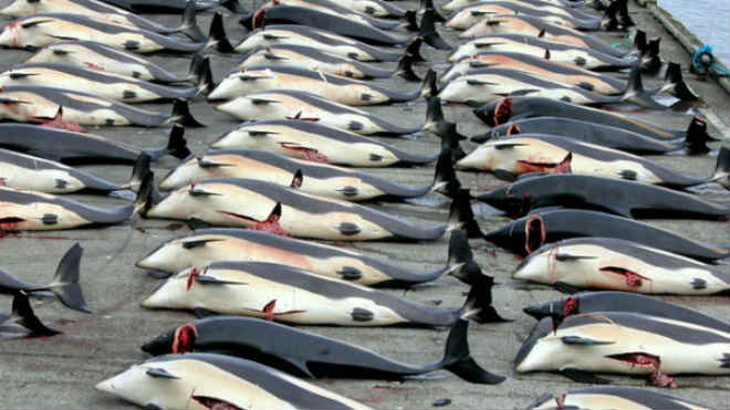 Resultado de imagem para noruega mata as baleias