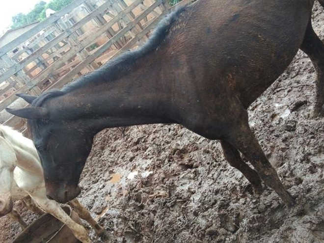 APAPI vai até curral e constata condições precárias para animais no município de Picos, PI