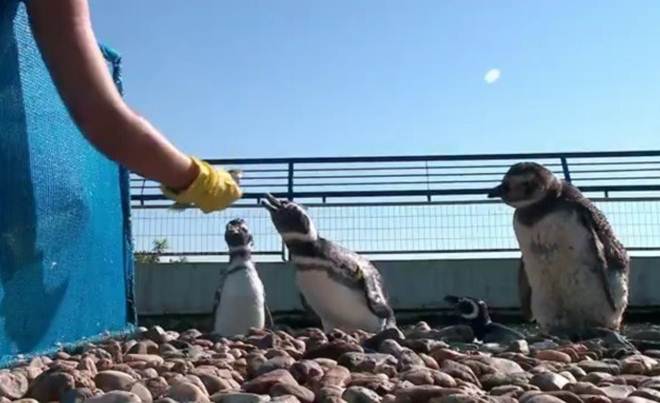 Centro de recuperação trata pinguins que surgem no litoral do RS no verão