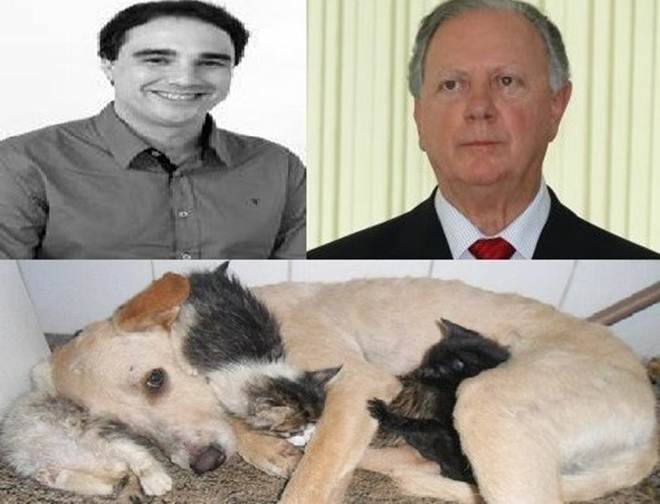 Doação de R$ 1,00 para animais de rua: Projeto segue para prefeito vetar ou aprovar