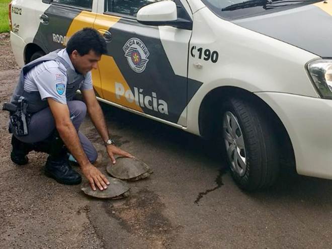 Polícia recolhe dois cágados que tentavam atravessar rodovia em Presidente Prudente, SP