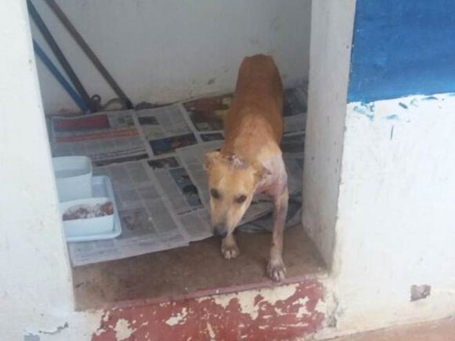 Cachorro que quase foi enterrado vivo vira ‘mascote’ da Guarda Municipal em São Miguel, SP