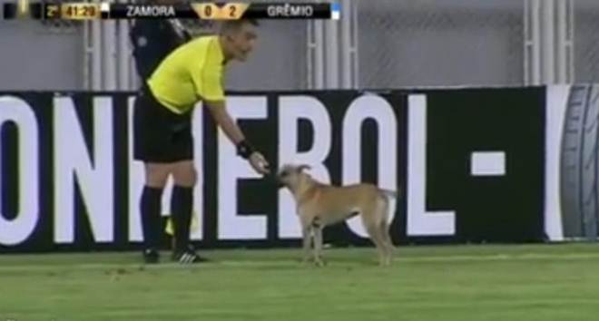 Cachorro invade gramado no jogo Zamora e Grêmio
