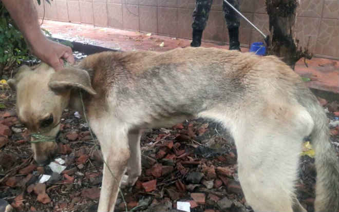 Após denúncia, cão abandonado em quintal há dois meses é resgatado em Rio Branco, AC