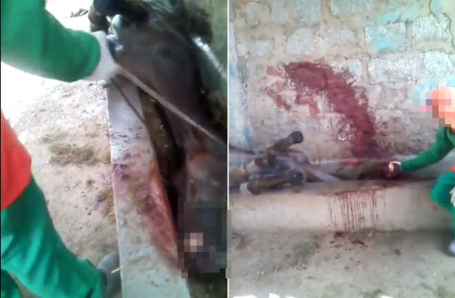Prefeitura de Paulo Afonso (BA) é denunciada por morte e maus-tratos de animais; vídeos