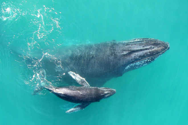 Baleias bebês “sussurram” com mães para evitar predadores; ouça