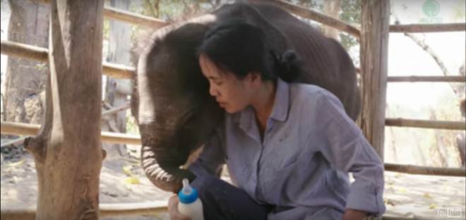 Resgatista incrível canta canção de ninar para bebê elefante faminto em acampamento