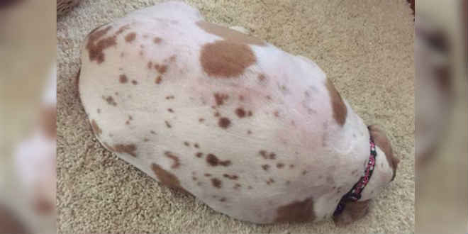 Cadela morreria por ser obesa mórbida, pesando 25kg. Após meses em tratamento, veja como ela está hoje