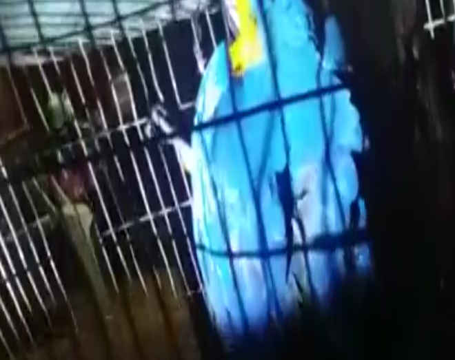 Arara-canindé é resgatada de cativeiro no DF