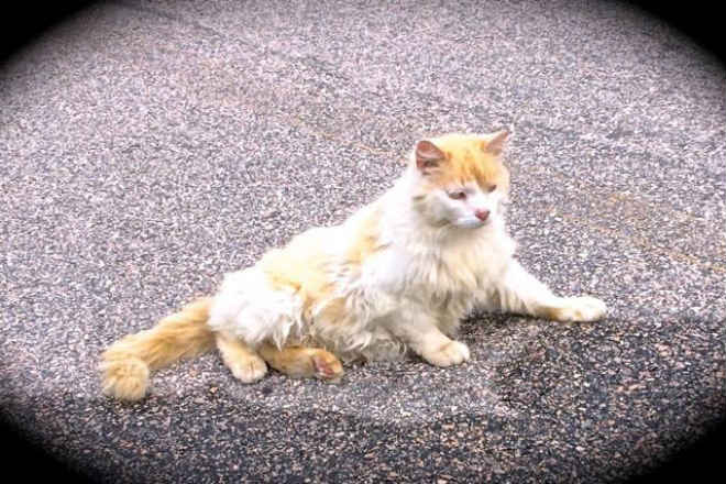 Mulher bondosa passou 14 meses tentando ganhar a confiança de uma gata abandonada na tentativa de salvar sua vida
