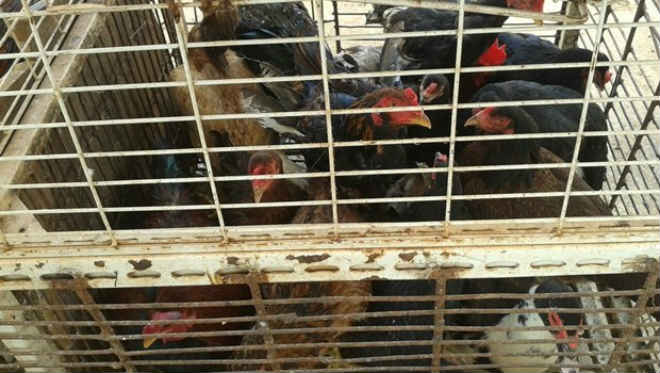 No Entorno do DF, Procon flagra animais mantidos em gaiolas lotadas e sem alimentação