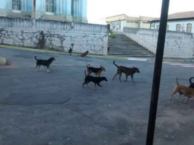 Cães nas ruas serão tema de audiência em Carmo do Cajuru, MG