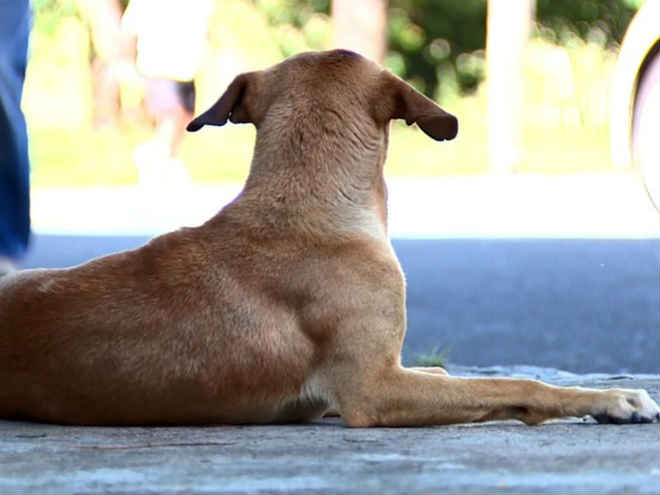 Carmo do Cajuru (MG) quer castrar e monitorar cães e gatos de rua