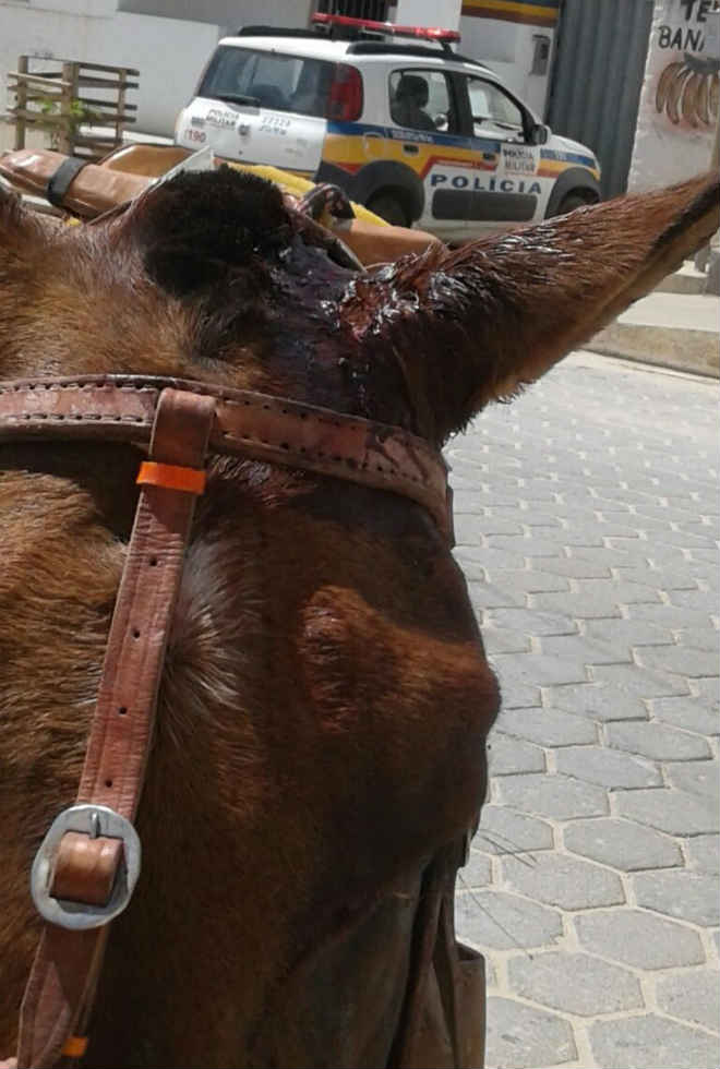 Homem é preso após agredir cavalo com golpes de facão em Itinga, MG