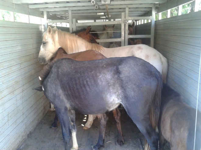 Cavalos que pastavam no Parque da Lapa Grande são apreendidos em Montes Claros, MG