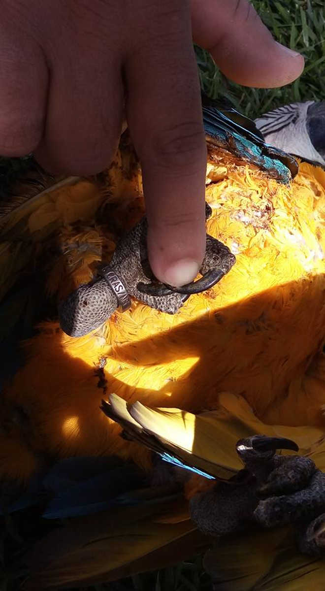 Arara-canindé morre depois de chocar-se com fio de alta tensão em Campo Grande, MS