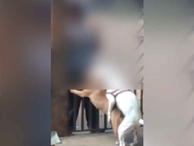 VÍDEO: homem é flagrado praticando zoofilia em cães no portão de residência em Nova Andradina, MS