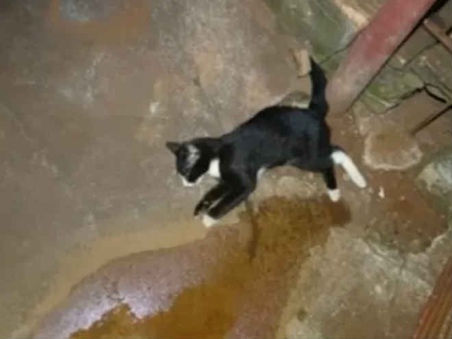 Gato morre envenenado e idosa procura delegacia para denunciar vizinho em Três Lagoas, MS
