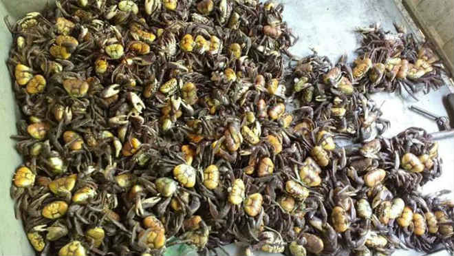 Mais de dois mil caranguejos-uçá são resgatadas na Paraíba em 2017, diz polícia