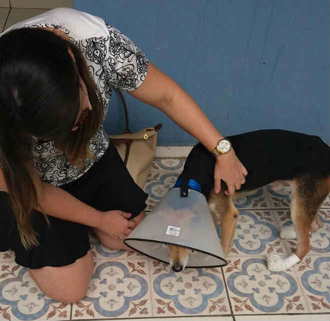 ONG resgata animais abandonados e em situação de risco nas ruas de Teresina, PI