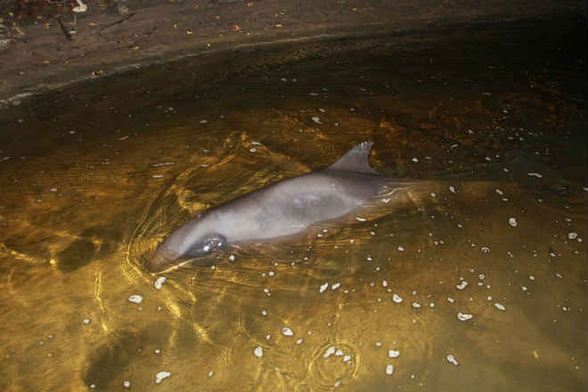 Golfinho morre após ser encontrado ‘encalhado’ em praia no litoral do PI