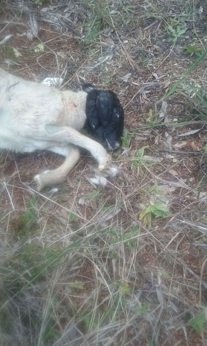 Mortos a pauladas e asfixiados, 14 cães são jogados em terreno baldio em Palmas, PR