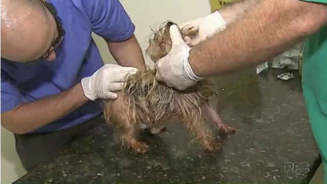Animais que sofriam maus-tratos são resgatados em Ponta Grossa, PR