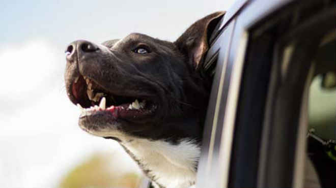 Transportar animais no carro requer atenção e cuidado, alerta Detran Paraná