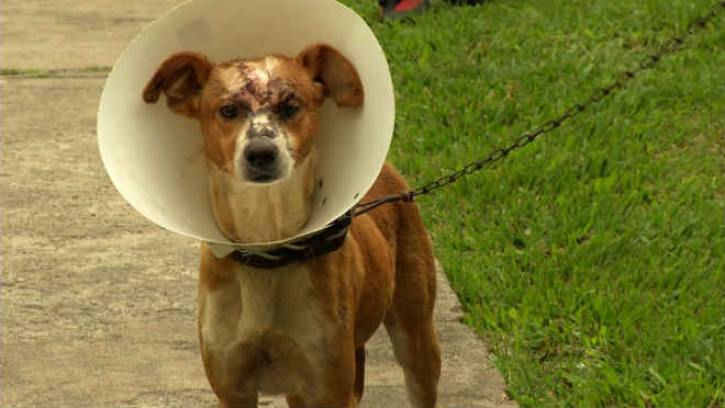 Grupo de voluntários resgata cachorro com cabeça partida em Resende, RJ