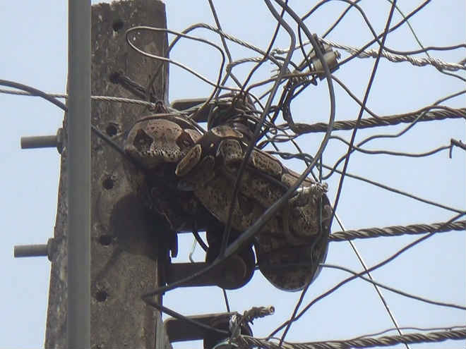 Cobra enrolada em fios da rede elétrica é capturada por bombeiros em RO