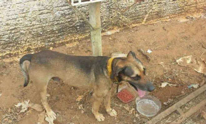 Cão ataca homem e polícia investiga condições de maus-tratos em Vilhena, RO