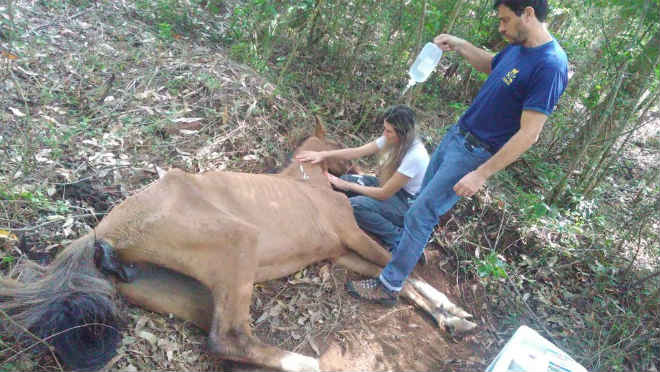 Cavalos são encontrados em situação de abandono e maus-tratos em Guaporé, RS