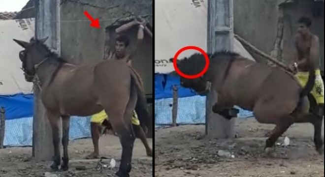 Vídeo mostra homem espancando cavalo em Lagarto (SE) e choca internautas