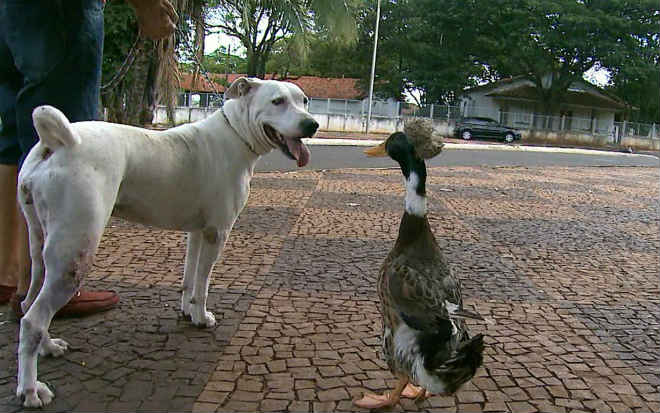 Inseparáveis, cadela e marreco chamam atenção em passeio pelas ruas de Barretos, SP