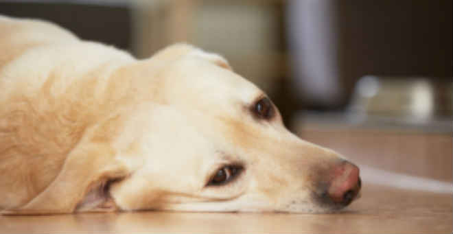 Dois cachorros foram envenenados no São Domingos, em Ibitinga, SP