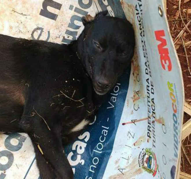 Cadela morre após ter as duas orelhas cortadas, em Igaraçu do Tietê, SP
