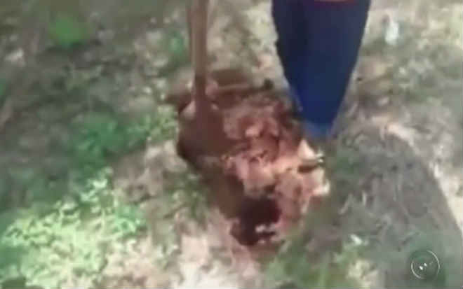 Filhotes de cachorro são resgatados após serem enterrados vivos em chácara em Mirandópolis, SP