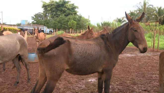 Operação encontra 30 cavalos com maus-tratos em chácara de Mogi Mirim, SP