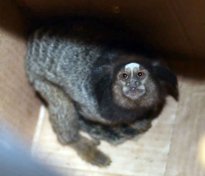 Sagui é resgatado em Suzano (SP) após chamado de moradores do bairro Casa Branca