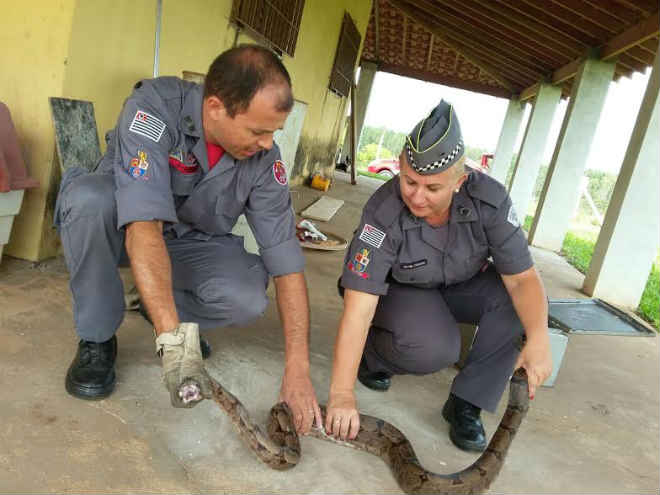 Polícia Militar Ambiental reintroduz jiboia na natureza em Tupã, SP