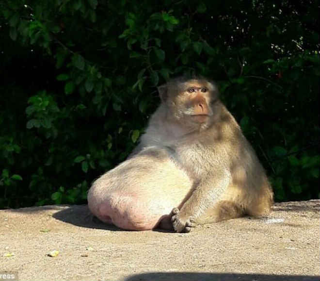 Macaco com peso a mais integra campo de treinos para animais obesos