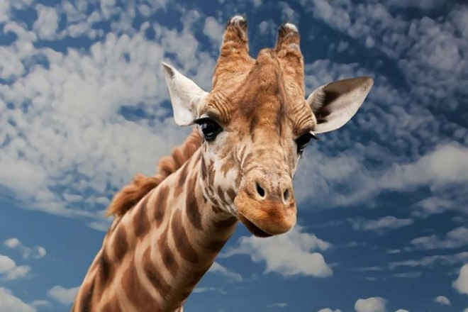 Girafas entram para a lista de animais ameaçados de extinção