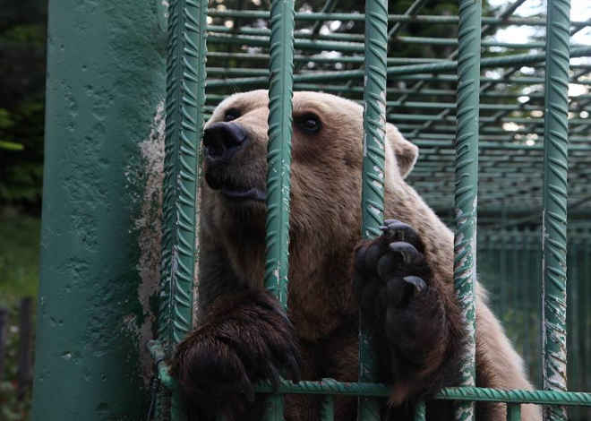 Ursos desnutridos mantidos em jaulas perto de um hotel albanês finalmente conhecem a liberdade