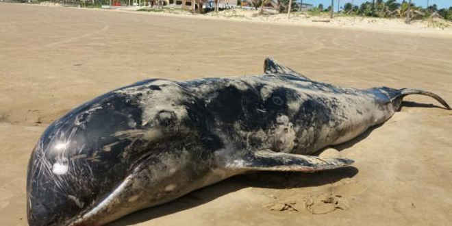 AL tem seis golfinhos mortos em uma semana e nº chama atenção do Instituto Biota