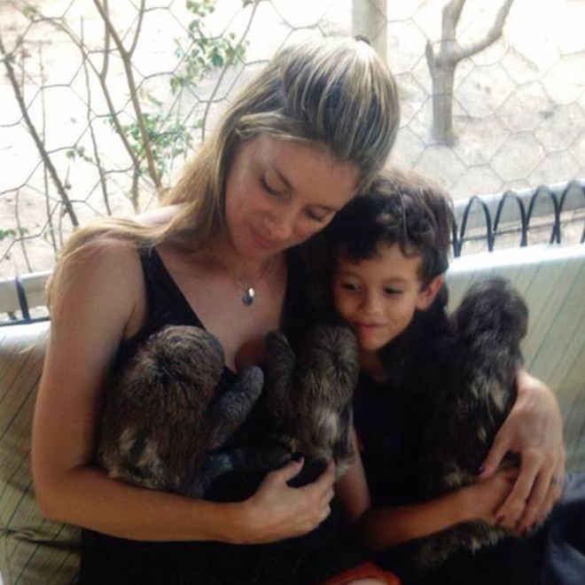 Trabalho materno de veterinária garante a sobrevivência de preguiças