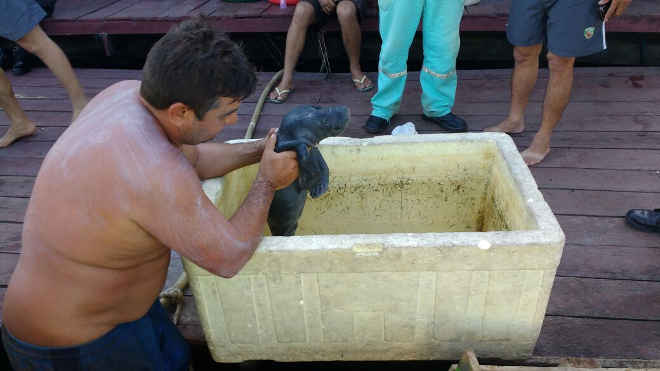 Filhote de peixe-boi é resgatado próximo a flutuantes, no Rio Negro