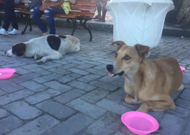 Simpatizantes da causa animal colocam água e ração para cães em ato de repúdio no Largo, em Manaus, AM