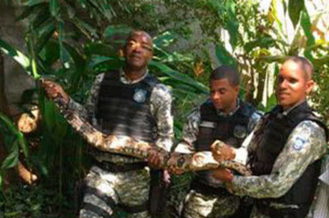 Guarda Municipal capturou 70 cobras em Salvador (BA) apenas este ano